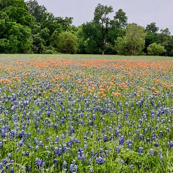 In praise of Texas parks